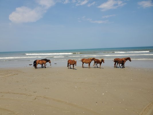 Corolla Wild Horse Tours by null