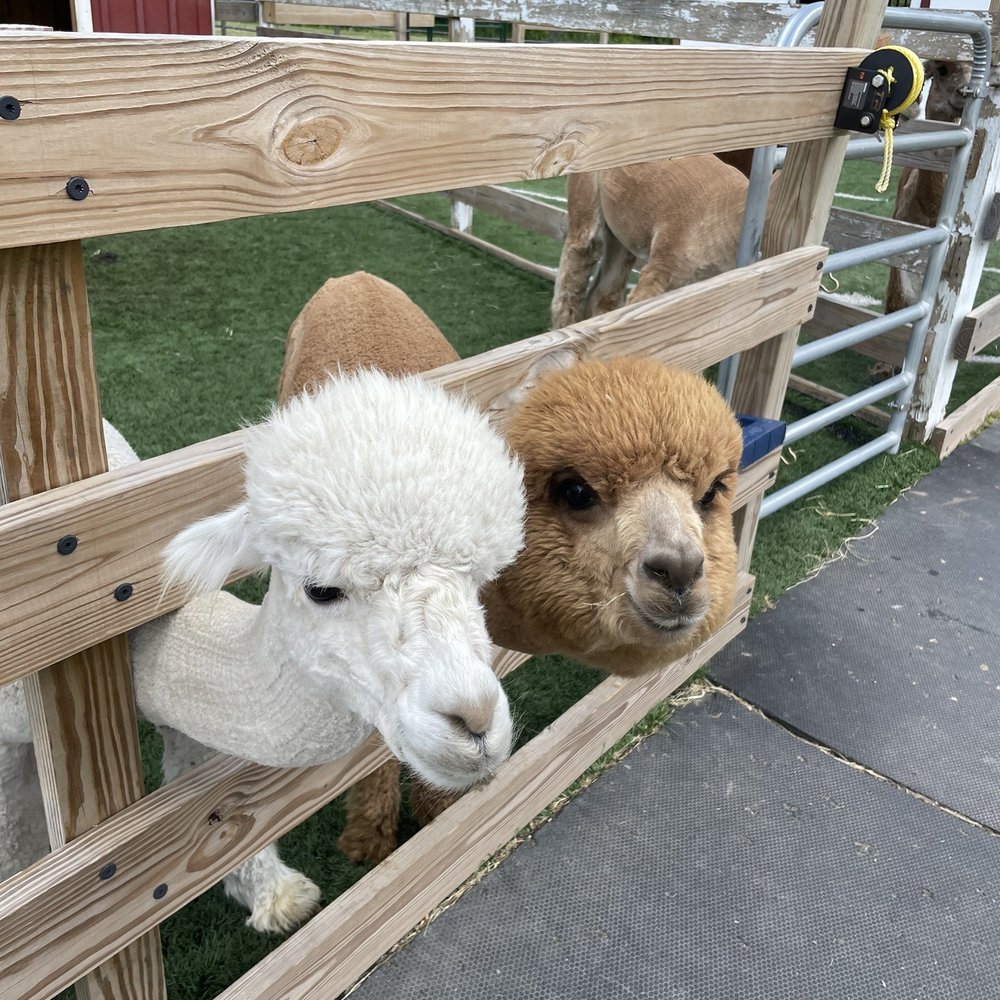 Hidden Spring Lavender & Alpacas - Friends! - Gift Shops Near Me - Skillman, New Jersey