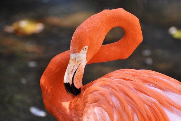 PALM BEACH ZOO - 842 Photos & 274 Reviews - 1301 Summit Blvd, West Palm