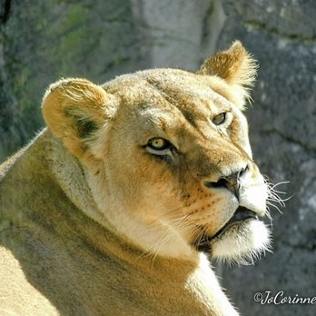 Cameron Park Zoo - Missy got attitude - Zoos Near Me - Waco, Texas Cameron Park Zoo - Missy got attitude - Zoos Near Me - Waco, Texas