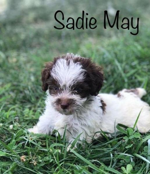 dragonfly toy puppies