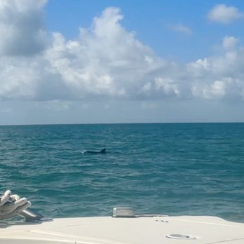 Biscayne National Park - Dolphin! - Boat Tours Near Me - Miami, Florida