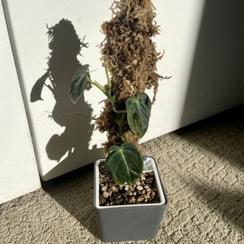 Leaf EnLight - Philodendron Melanochrysum Black Gold - Nurseries & Gardening Near Me - Pomona, California