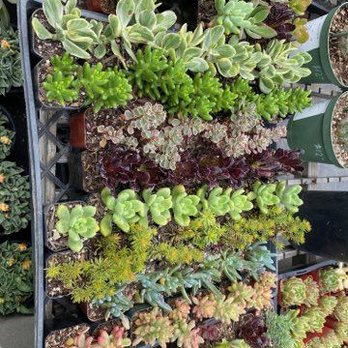 Ricardo's Nursery - Succulents - Nurseries & Gardening Near Me - Long Beach, California Ricardo's Nursery - Succulents - Nurseries & Gardening Near Me - Long Beach, California