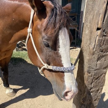 Surfside Ranch - Horseback Riding Near Me - San Diego, California