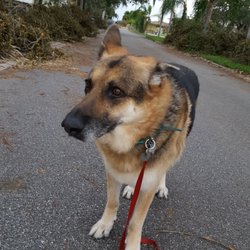 Keep Em Running - Bruno, the older shepherd we had 2016-2019