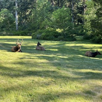 Fort Stevens State Park - Elk bed down outside loop H - Parks Near Me - Hammond, Oregon