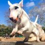 Photo of Ted's Fantastic Dog Sitting
