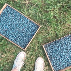 Terra Verde Farms