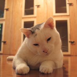 Charlotte's Cat Shack Cat Boarding - Each feline guest receives the comfort and care they deserve to keep them happy and healthy during their stay.