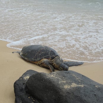 Laniakea Beach - Beaches Near Me - Haleiwa, Hawaii Laniakea Beach - Beaches Near Me - Haleiwa, Hawaii