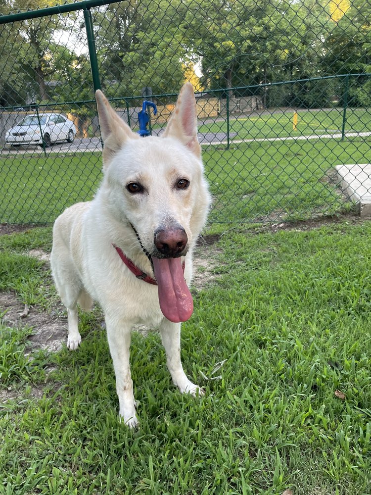 DYER COUNTY ANIMAL HOSPITAL Updated October 2024 410 US Highway 51 Byp W, Dyersburg