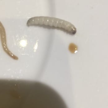 King's Kitchen - Found this maggot in the veggies..... I want to puke, never coming back again!!!! - Chinese Near Me - Brooklyn, New York King's Kitchen - Found this maggot in the veggies..... I want to puke, never coming back again!!!! - Chinese Near Me - Brooklyn, New York