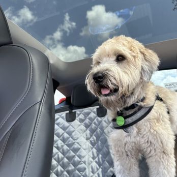 Tesla - Buddy loves Tesla's doggie mode - Car Dealers Near Me - Walnut Creek, California Tesla - Buddy loves Tesla's doggie mode - Car Dealers Near Me - Walnut Creek, California