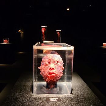 Real Bodies - Museums Near Me - Las Vegas, Nevada Real Bodies - Museums Near Me - Las Vegas, Nevada