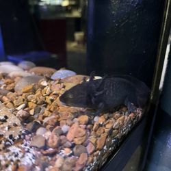 Exotic Tropical Pet World - They even have an axolotl!
