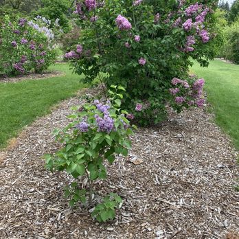 John A Finch Arboretum - They have a large group of the "Spokane" lilac in their extensive lilac collection. - Parks Near Me - Spokane, Washington
