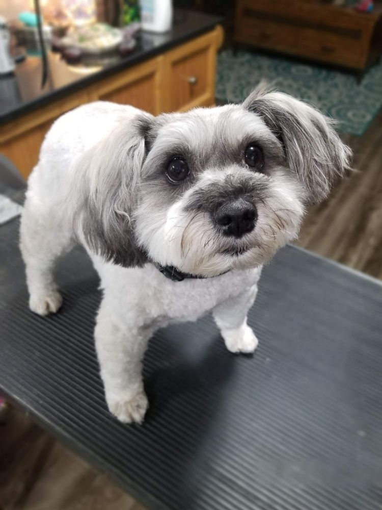 SYLVIA’S HOUSE CALL PET SERVICES 21 Photos Elizabethtown, NC Yelp