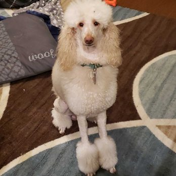 Animal Arts Pet Grooming - Jackson - Pet Sitting Near Me - Carmel, Indiana Animal Arts Pet Grooming - Jackson - Pet Sitting Near Me - Carmel, Indiana