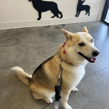 Dirty Dog Grooming - Fiona! - Pet Groomers Near Me - Rowland heights, California Dirty Dog Grooming - Fiona! - Pet Groomers Near Me - Rowland heights, California