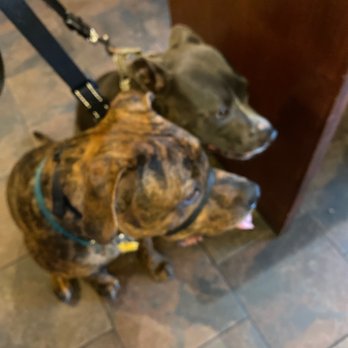 Beach Veterinary Hospital - Emmy and Toni are making new frens. - Veterinarians Near Me - Long Beach, California