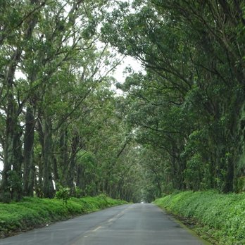 Maluhia Road Tree Tunnel - Landmarks & Historical Buildings Near Me Maluhia Road Tree Tunnel - Landmarks & Historical Buildings Near Me