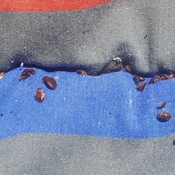 911 Bugbusters - Bed Bugs - Pest Control Near Me 911 Bugbusters - Bed Bugs - Pest Control Near Me
