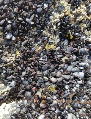 Praia do Malhão by null