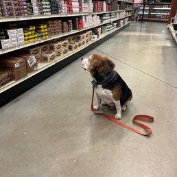 My dog at Bass Pro Georgetown, looking at the ammo we were going to buy at Red's.