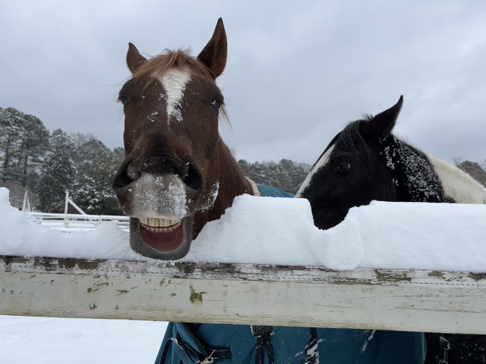 Gray Field Farm - equestrian in Smithfield, VA