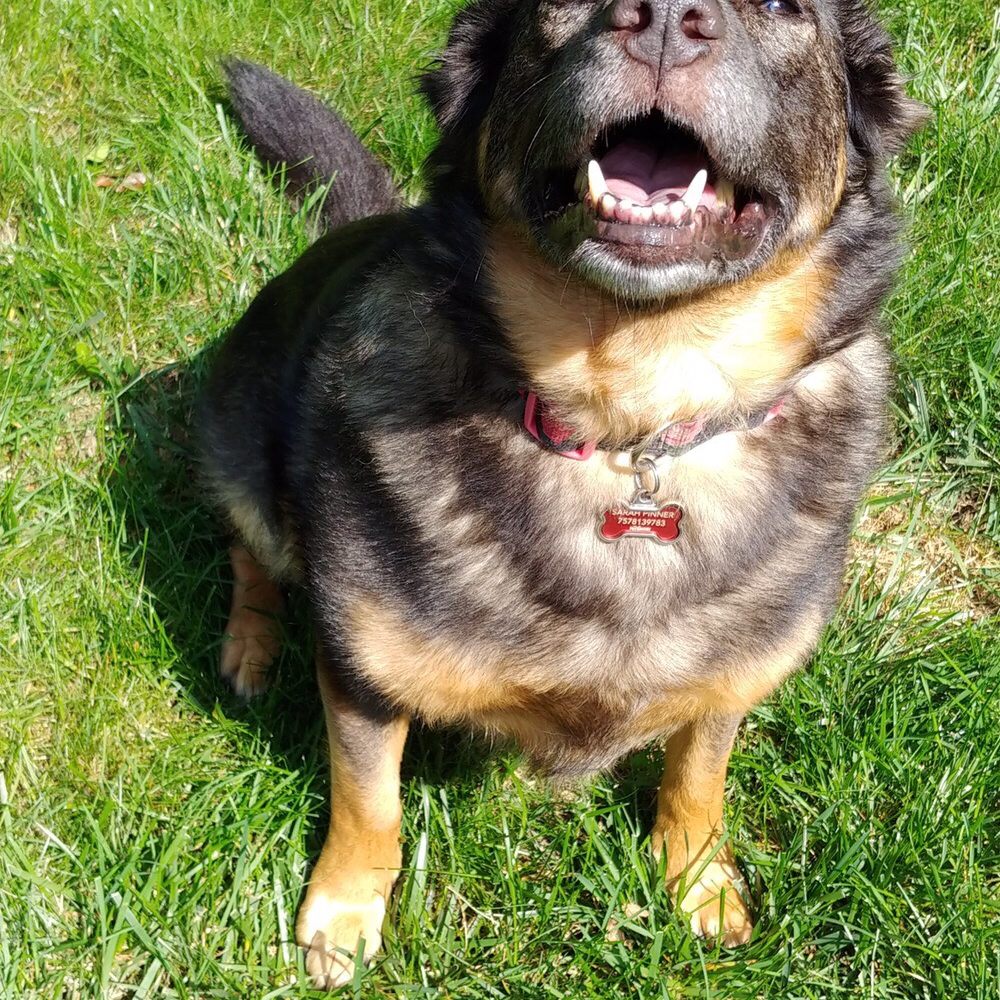 Belle while I am away! Belle while I am away!