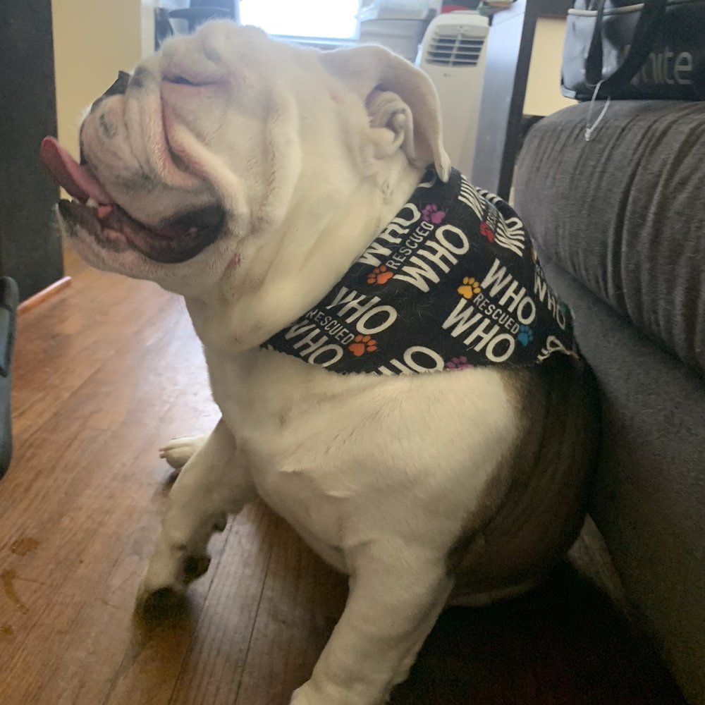 Ziggi - our English Bulldog. Clean and fresh from Happy Tails...he smells so niiiice! Thank you Happy Tails!