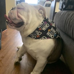 Ziggi - our English Bulldog. Clean and fresh from Happy Tails...he smells so niiiice! Thank you Happy Tails!