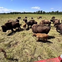 Broken Wagon Bison - Herd with calves