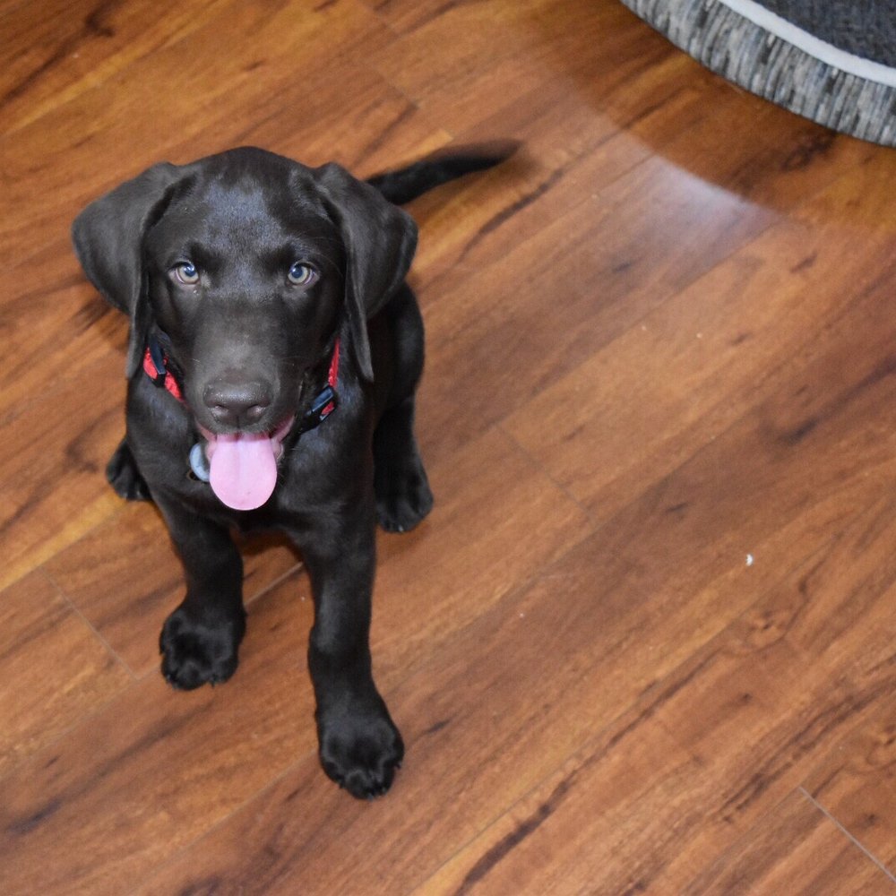 AAA Labs Labrador Puppies - Dexter 3 months old - Pet Breeders Near Me - Ontario, California