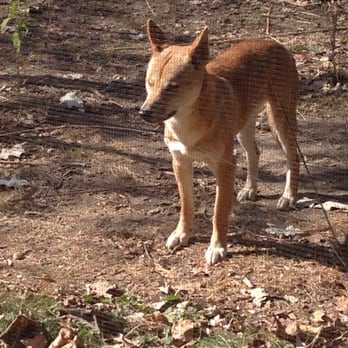 Prospect Park Zoo - Dingo - Zoos Near Me - Brooklyn, New York Prospect Park Zoo - Dingo - Zoos Near Me - Brooklyn, New York