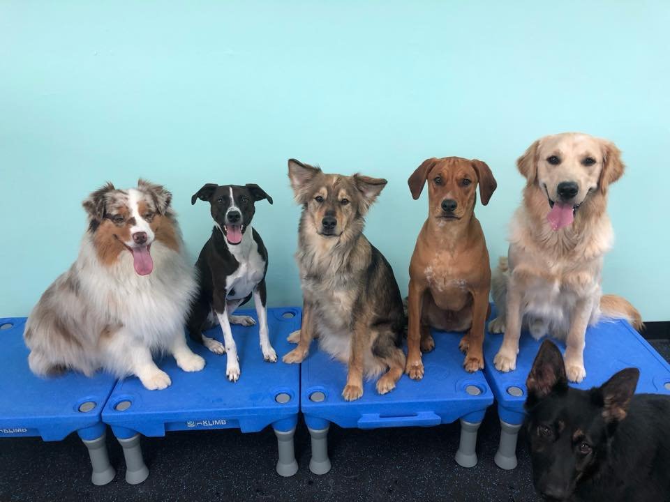 WOOF & WAG SPECIALTY DAYCARE Updated September 2024 454 Daniel