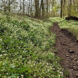 Low Gap Trail - Instagram: @telephonesmoothie