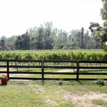 Perigeaux Vineyards & Winery - a view of the vineyard - Wineries Near Me - St. Leonard, Maryland Perigeaux Vineyards & Winery - a view of the vineyard - Wineries Near Me - St. Leonard, Maryland