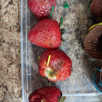 Edible Arrangements - strawberries in a plastic container - Gift Shops Near Me - Springfield, Virginia Edible Arrangements - strawberries in a plastic container - Gift Shops Near Me - Springfield, Virginia