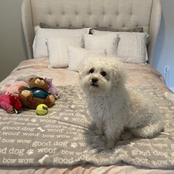 Kung Fu Shih-Tzu - Before the grooming - Pet Groomers Near Me - Vancouver, Washington