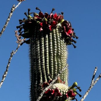 Saguaro National Park - Parks Near Me - Tucson, Arizona Saguaro National Park - Parks Near Me - Tucson, Arizona