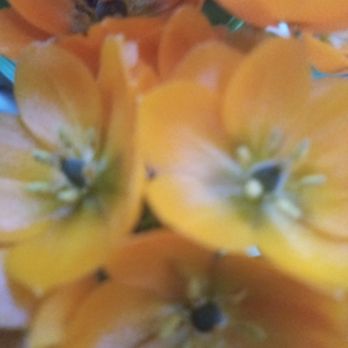 Dutch Flowers - Flowers - Florists Near Me - Kansas City, Missouri Dutch Flowers - Flowers - Florists Near Me - Kansas City, Missouri