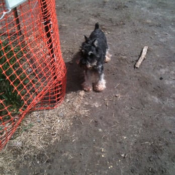 Ithaca Dog Park - Cheyanne enjoying the sunny dog park. - Dog Parks Near Me - Ithaca, New York