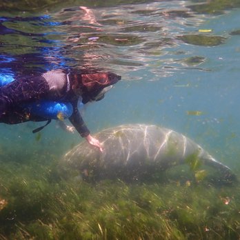 River Ventures - Tours Near Me - Crystal River, Florida River Ventures - Tours Near Me - Crystal River, Florida