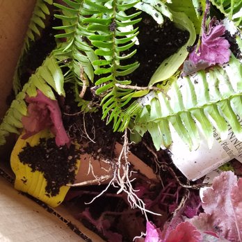 Proven Winners - Upon opening Proven Winners shipment box - Nurseries & Gardening Near Me - DeKalb, Illinois