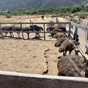 Ostrichland USA - Emus - Attraction Farms Near Me - Solvang, California Ostrichland USA - Emus - Attraction Farms Near Me - Solvang, California