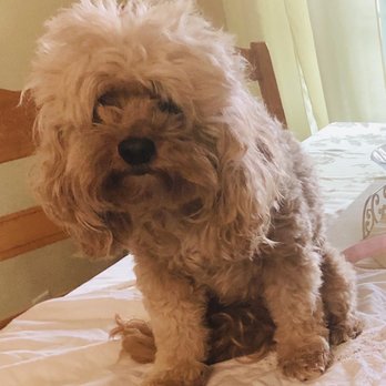 Fur Groomery - Katy "before" - Pet Groomers Near Me - Vallejo, California