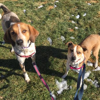 Animal Party - Out on that awesome green grass after the snow. Penny and Sadie are loving life! - Dog Walkers Near Me Animal Party - Out on that awesome green grass after the snow. Penny and Sadie are loving life! - Dog Walkers Near Me