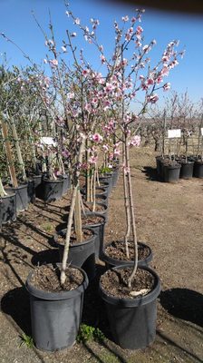 Santa Rosa Nursery Fresno Ca Nurseries Mapquest Santa Rosa Nursery Fresno Ca Nurseries